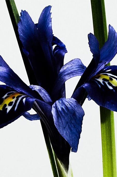 Perfume Loewe Solo Masculino Eau de Parfum Elixir